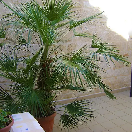 Διαμέρισμα Aquila Αλμπερομπέλο